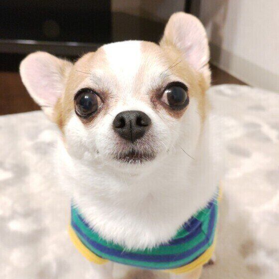 犬のクッシング症候群（副腎皮質機能亢進症）はホルモンが過剰に分泌される病気 いぬのきもち