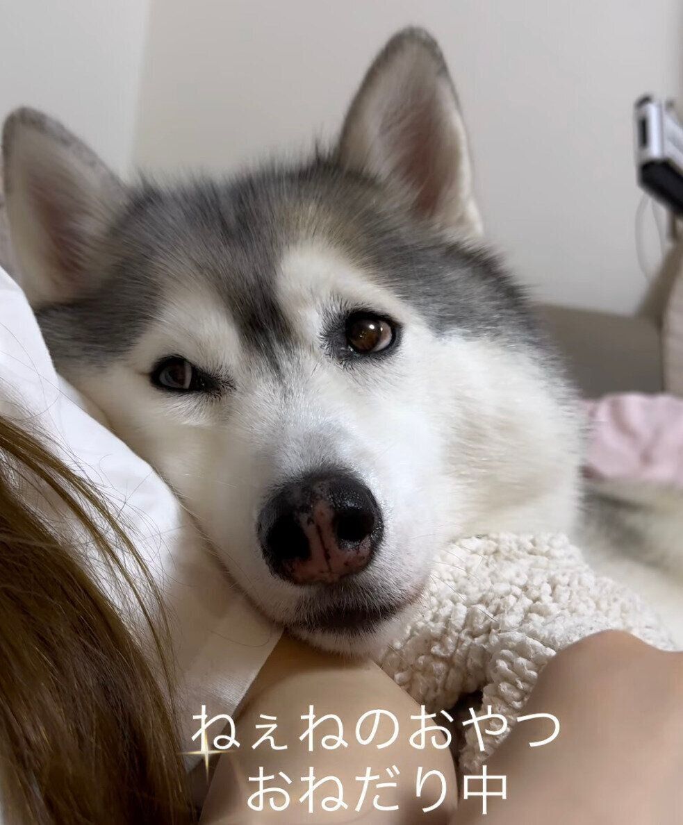 お姉ちゃんにおやつをねだるアリスちゃん