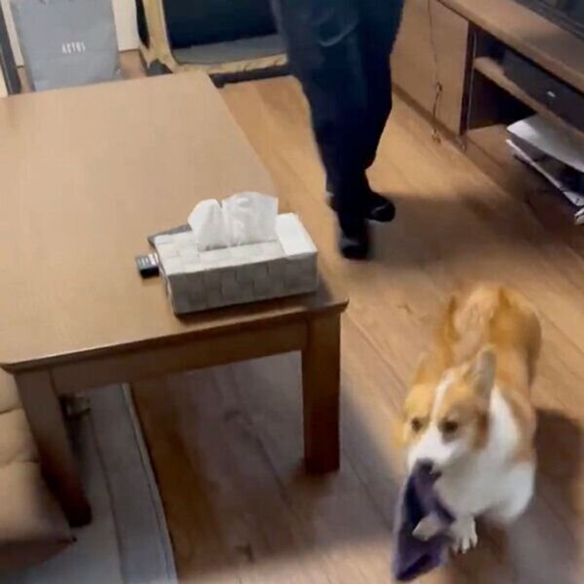 ハンカチ強盗 をするコーギー 追いかけるパパさんと 目が合った瞬間 に思わず爆笑 いぬのきもちweb Magazine ハンカチ強盗 をするコーギー 追いかけるパパさんと 目が合った瞬間 に思わず爆笑 いぬのきもちweb Magazine