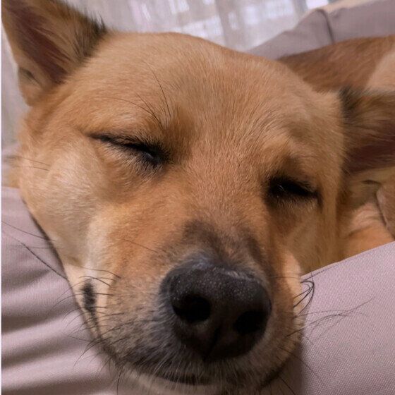 ぐっすり寝ているワンちゃん