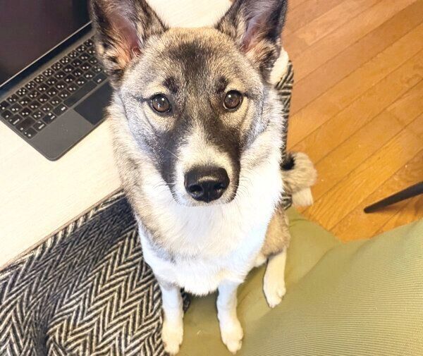 見つめるととちゃん