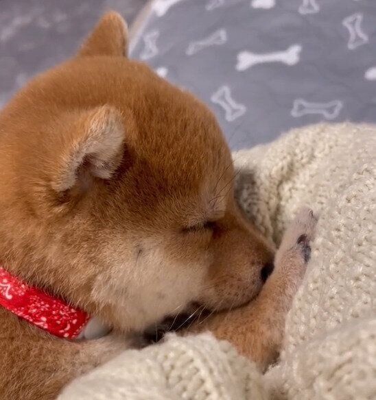 飼い主さんの腕の中でスヤスヤ眠ることりちゃん