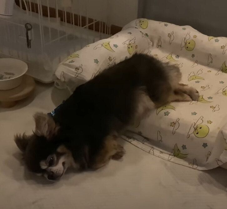 眠る犬