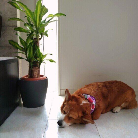 近過ぎも遠過ぎもNG！ 愛犬との理想的な距離感とは？ いぬのきもち