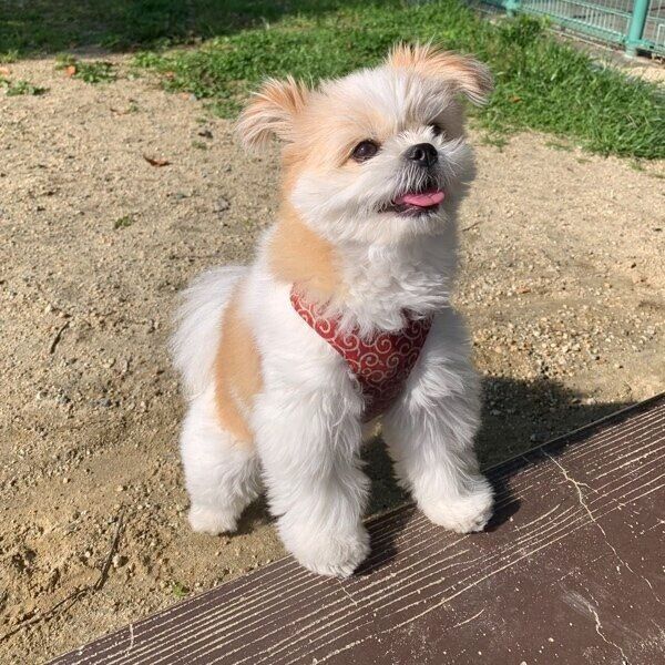 ドッグランに来たのに飼い主さんをニコニコ見るぽん酢ちゃん