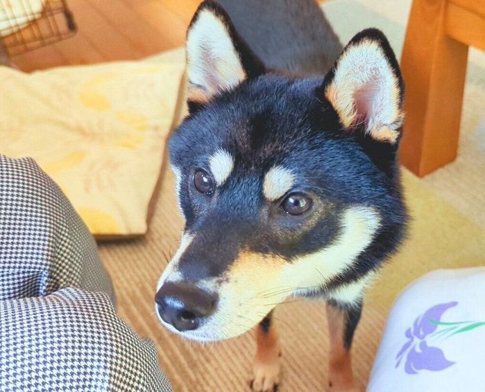 おやつの催促に来ただてまきくん