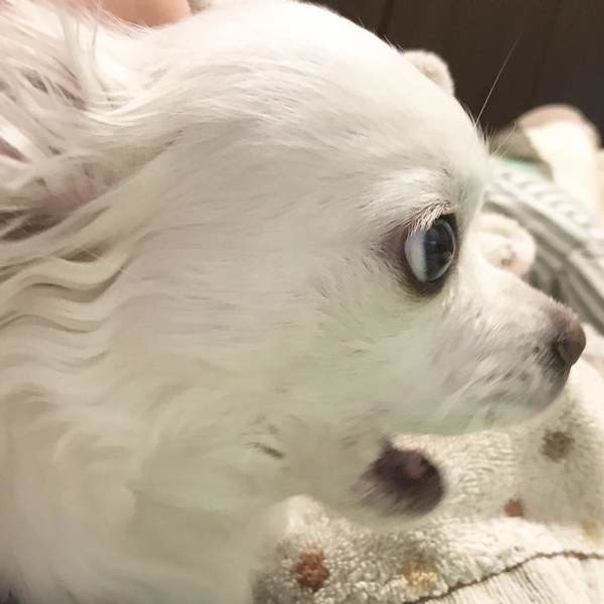 わっ びっくり顔にキュンとするかわいいワンちゃん大集合 いぬのきもちweb Magazine わっ びっくり顔にキュンとするかわいいワンちゃん大集合 いぬのきもちweb Magazine