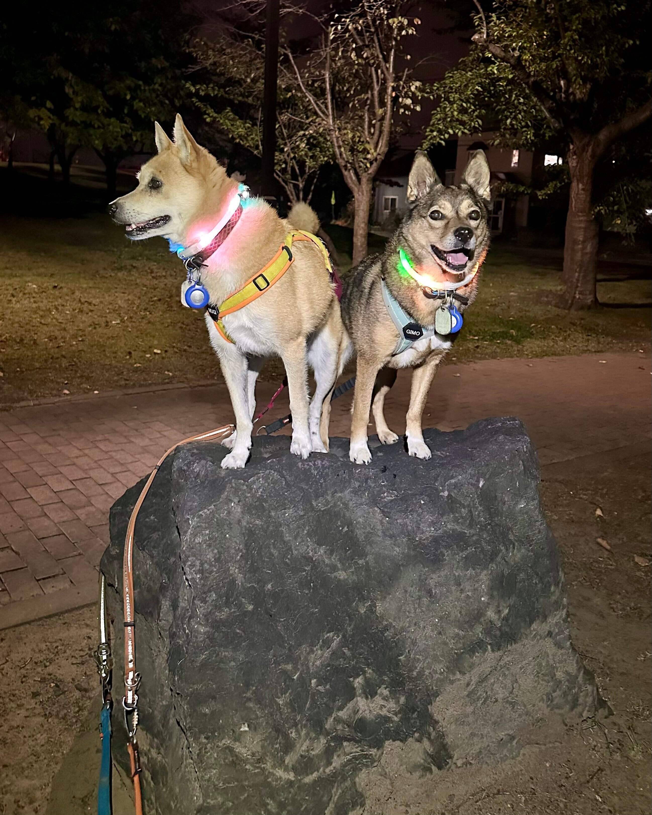 大きな岩の上に乗る2頭の犬