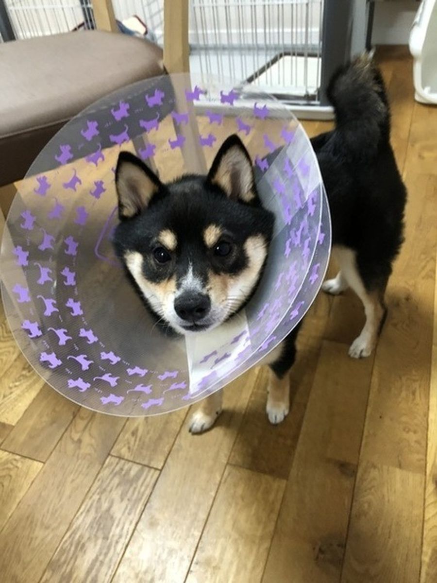 エリザベスカラーの役割とは 愛犬が嫌がるときの理由と対処法 いぬのきもちweb Magazine エリザベスカラーの役割とは 愛犬が嫌がるときの理由と対処法 いぬのきもちweb Magazine
