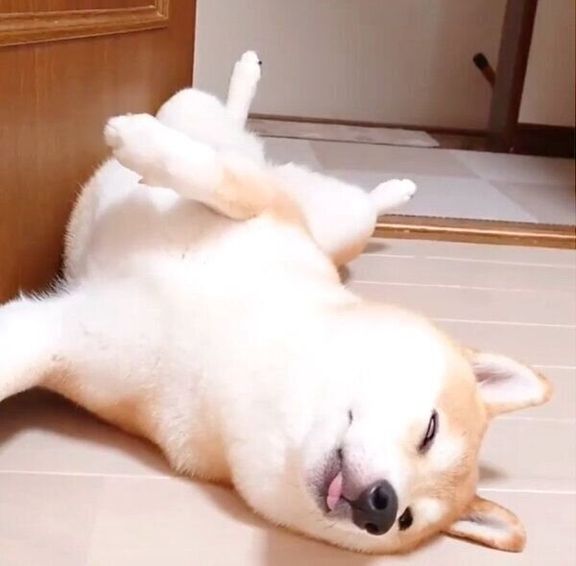 へそ天で白目をむくチャーミーちゃん