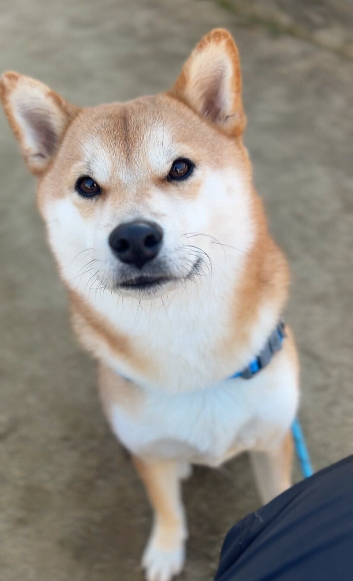 3才の柴犬