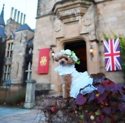 白いドレスを着た犬