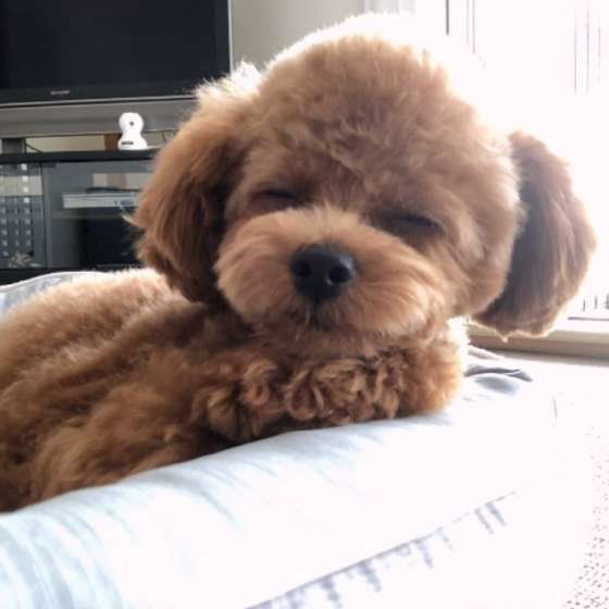 眠そうにするトイ・プードル