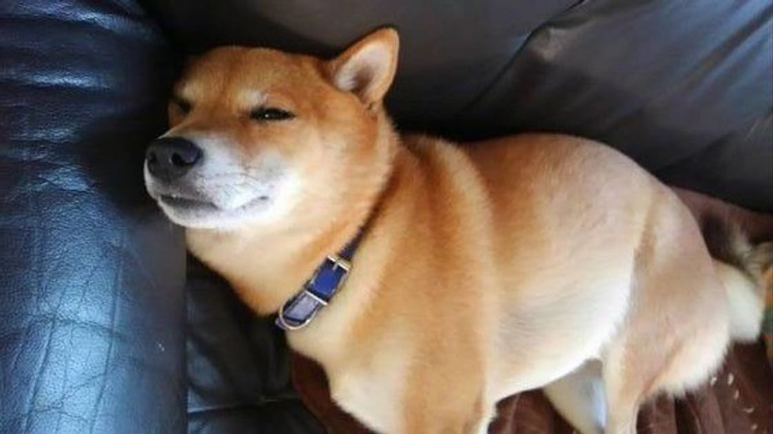 意外と知らない 犬の室内飼いで起こりやすいケガは こんなにあった いぬのきもちweb Magazine 意外と知らない 犬の室内飼いで起こりやすいケガは こんなにあった いぬのきもちweb Magazine