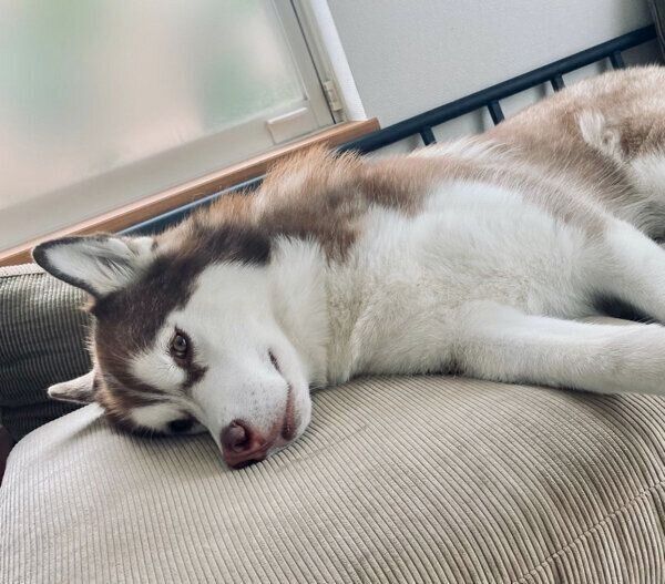 ソファで寝そべりながら見つめてくる北斎くん