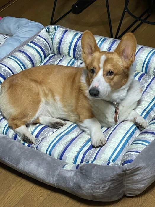 クッションの上でくつろぐコーギー