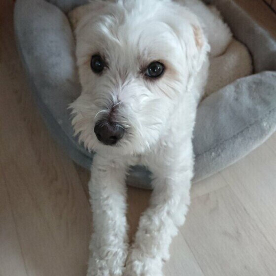 獣医師監修 犬の血尿の原因を写真付きで解説 オス メス別の要因も いぬのきもちweb Magazine 獣医師監修 犬の血尿の原因を写真付きで解説 オス メス別の要因も いぬのきもちweb Magazine