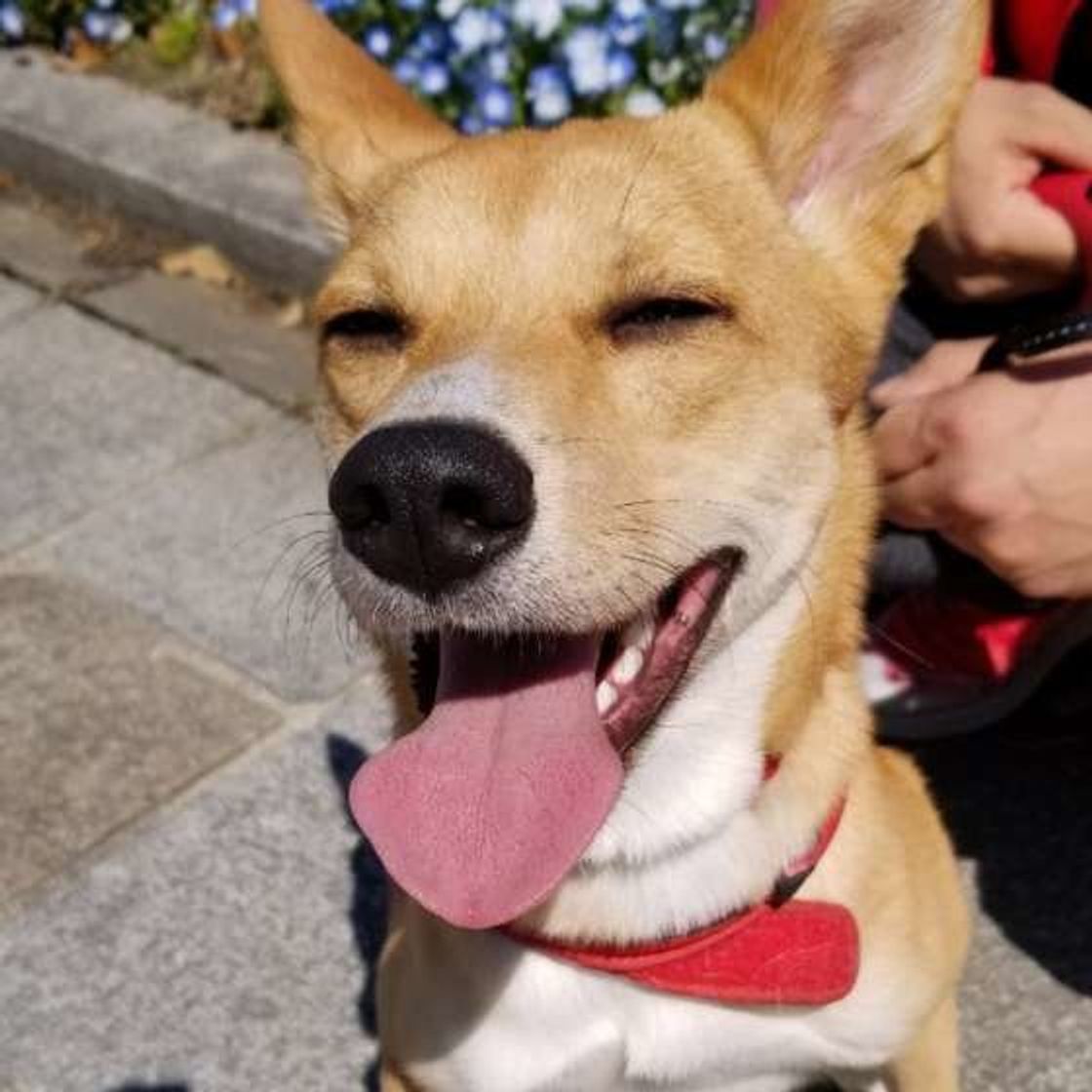 獣医師監修 犬に卵をあげるなら加熱必須 期待できる栄養と注意点 いぬのきもちweb Magazine