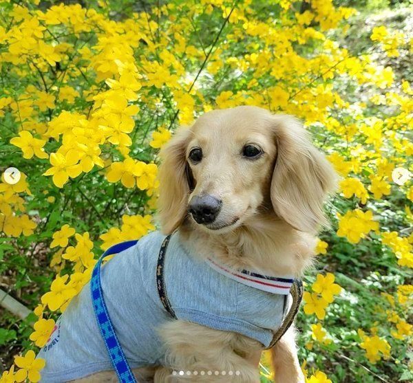 元繁殖犬・伶音ちゃん