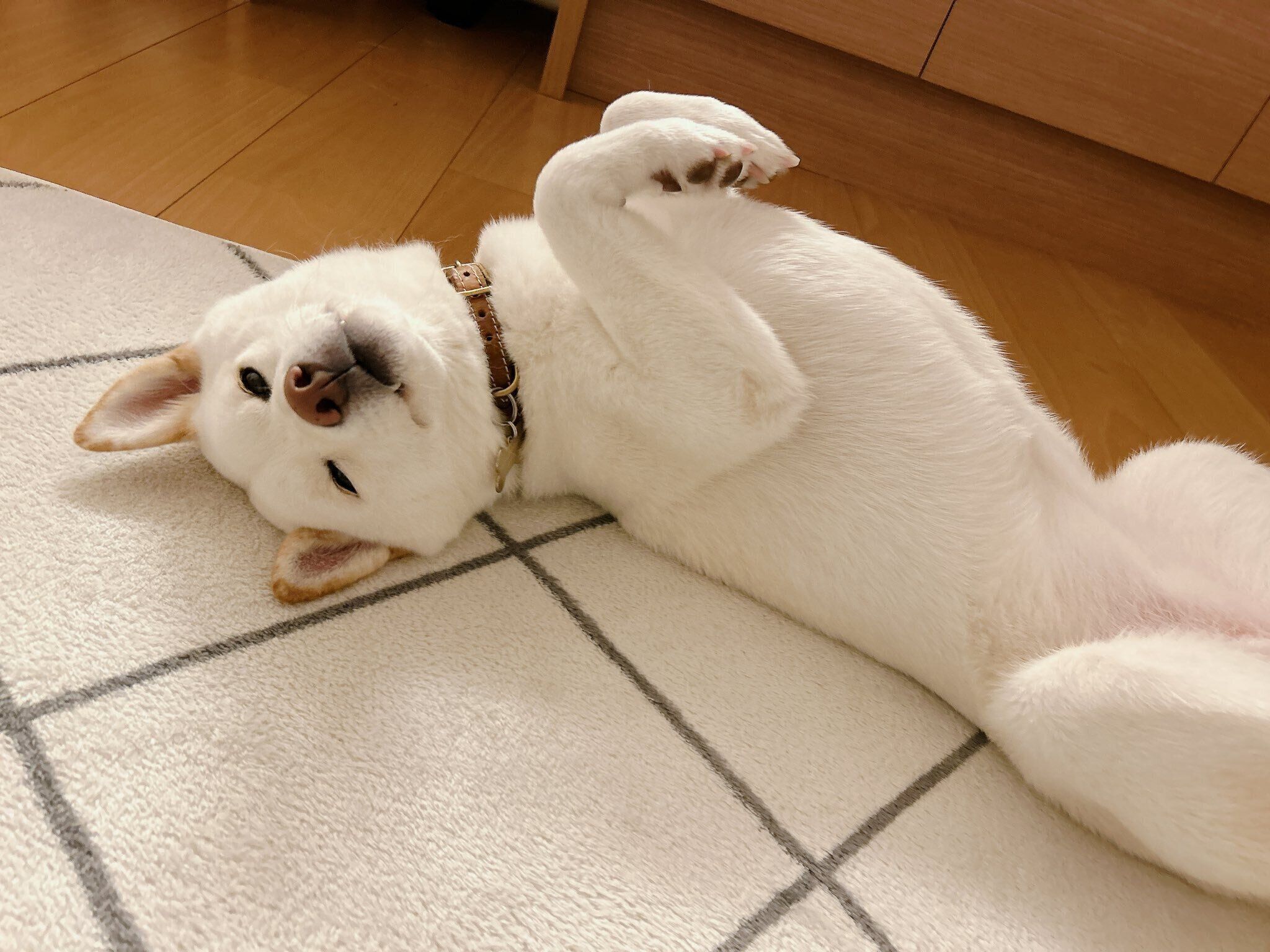 寝転がるおもちちゃん