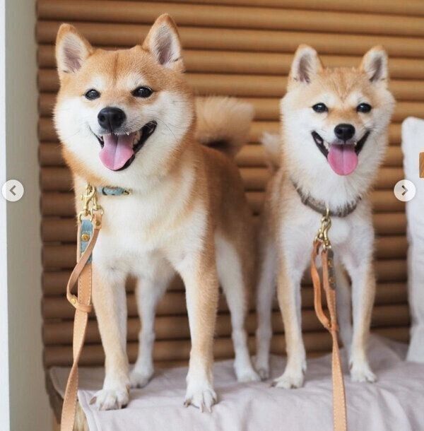 笑顔のたまちゃん、にこちゃん