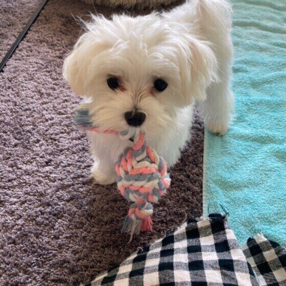 おもちゃをくわえるマルチーズ