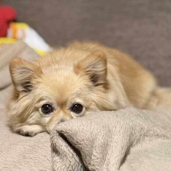 あごをつけて伏せる小型Mix犬