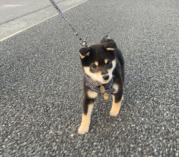 散歩デビューをしたタロくん