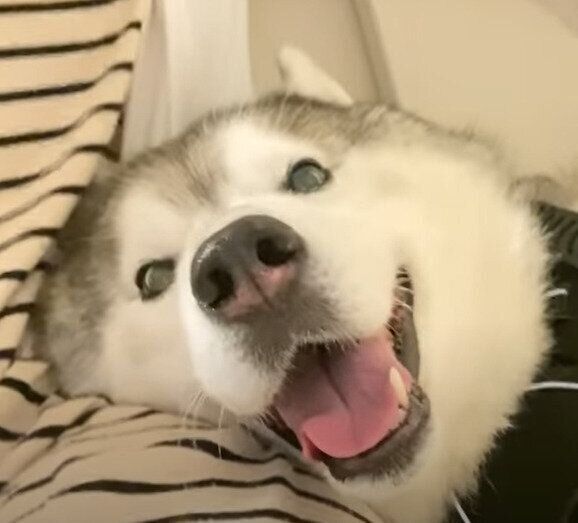 幸せそうなシベリアン・ハスキーの文太くん