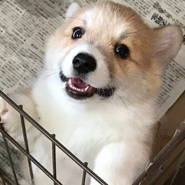 笑顔のエルモちゃん