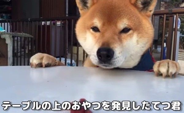 おやつが取れないワンコ