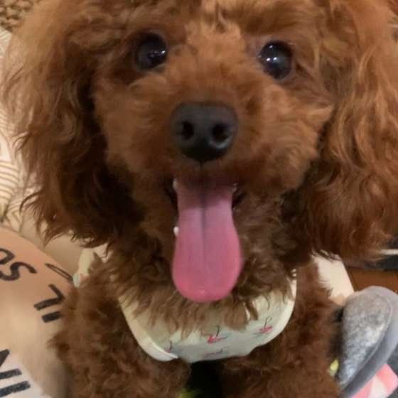 舌を出すトイ・プードル