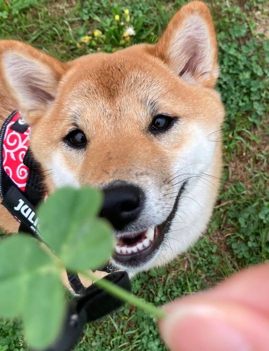 楽しそうな福ちゃん