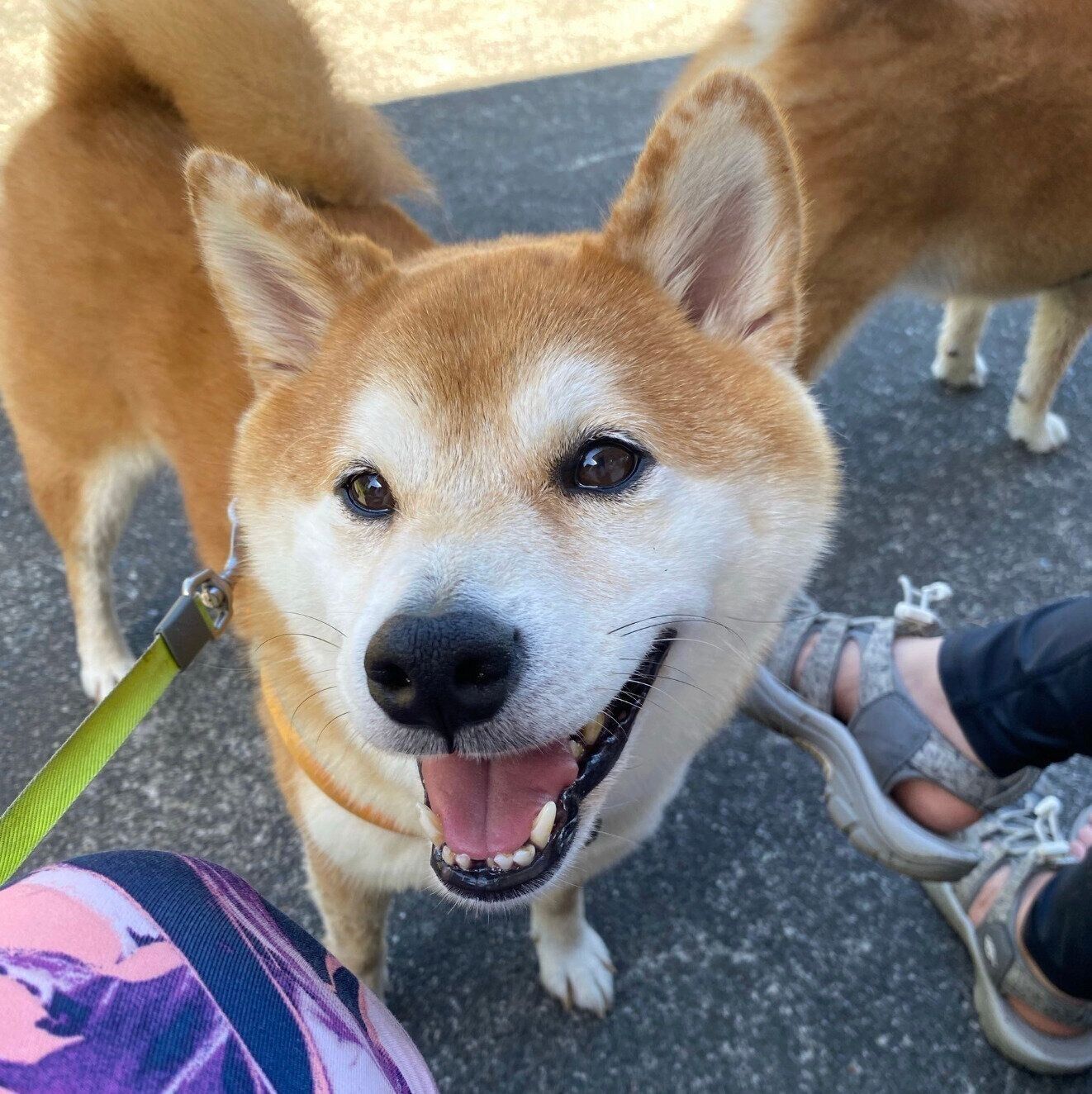 笑顔がかわいいてんくん