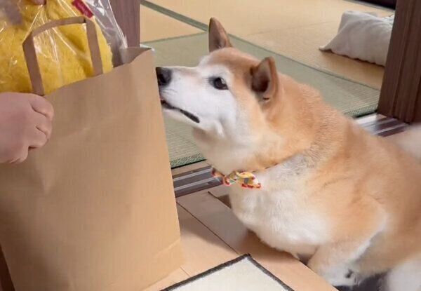 ぬいぐるみをもらう福丸くん