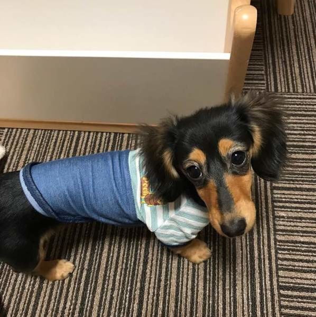 愛犬がイイコにお留守番できる おすすめアイテム いぬのきもちweb Magazine 愛犬がイイコにお留守番できる おすすめアイテム いぬのきもちweb Magazine