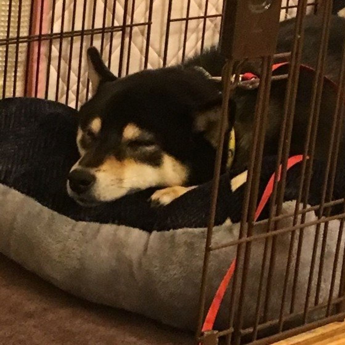 犬が好きな人にだけ見せる 好き好きサイン 4つとは いぬのきもちweb Magazine 犬が好きな人にだけ見せる 好き好きサイン 4つとは いぬのきもちweb Magazine