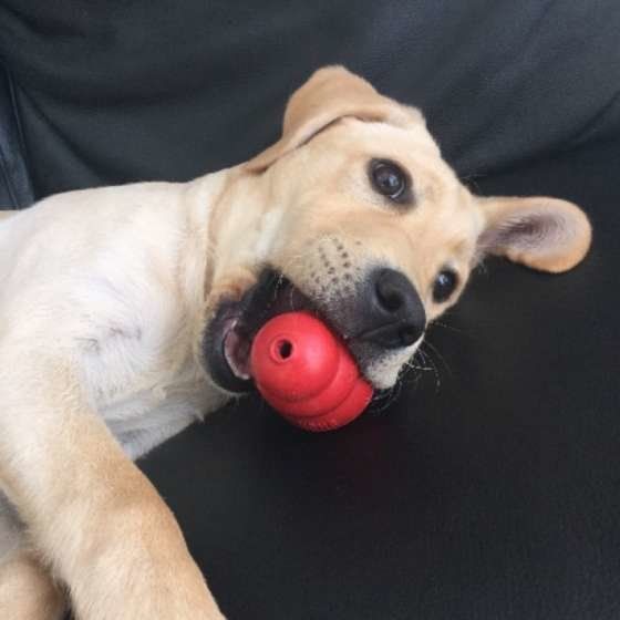 おもちゃをくわえるMix犬