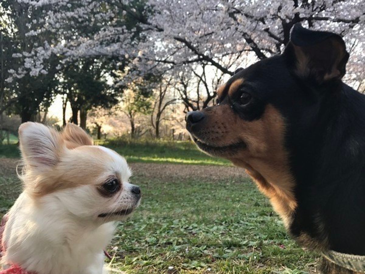 いつでも一緒だよ 仲良し犬犬コンビの可愛いすぎるショット集 いぬのきもちweb Magazine いつでも一緒だよ 仲良し犬犬コンビの可愛いすぎるショット集 いぬのきもちweb Magazine