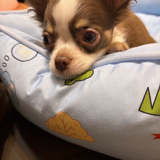 目をそらすチワワ