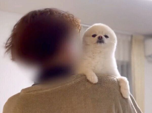 顔がとっても丸いぽんちゃん