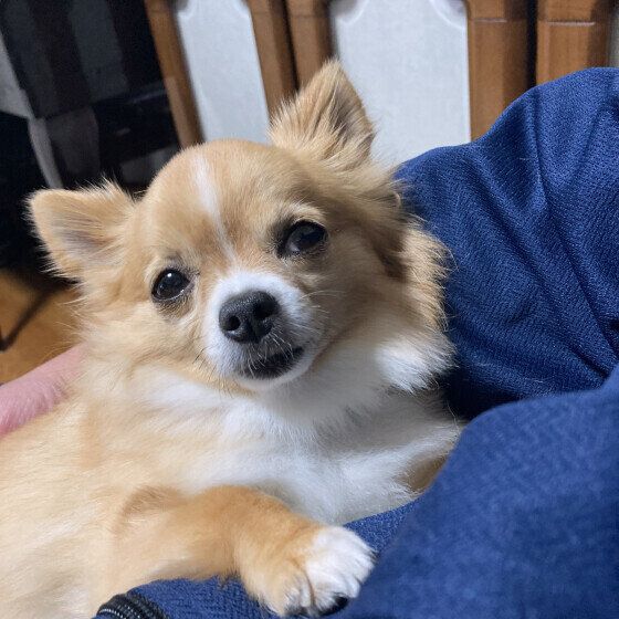 チワワ