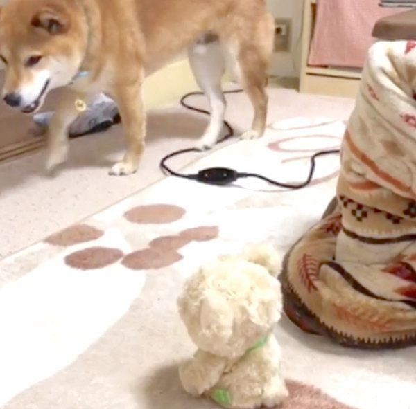 喋るぬいぐるみを見てテンパる柴犬