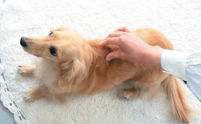 背中をつままれる犬