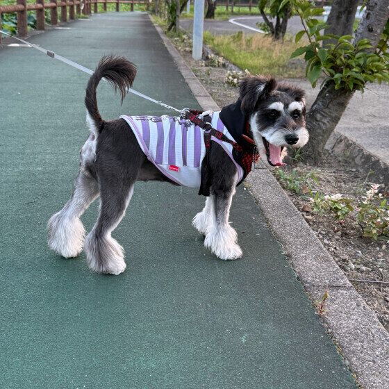 散歩中のミニチュア・シュナウザー