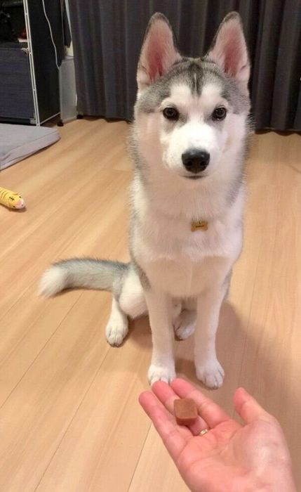 生後6カ月のじょんすのーくん