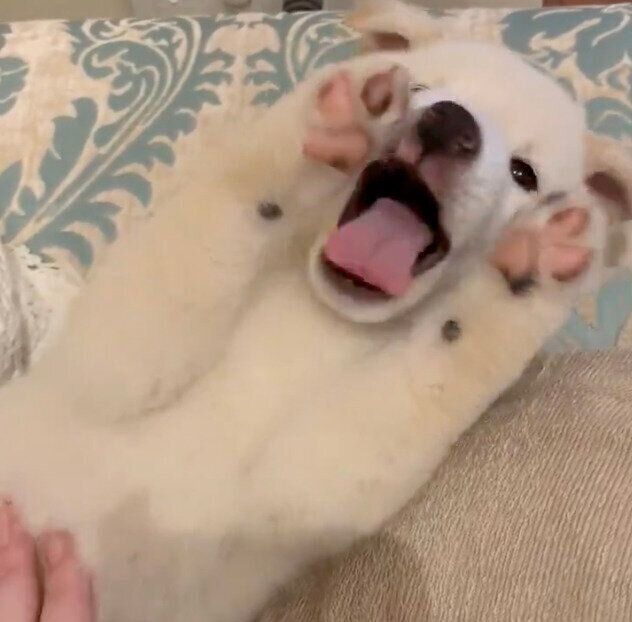 飼い主さんにナデナデされるほたてくん
