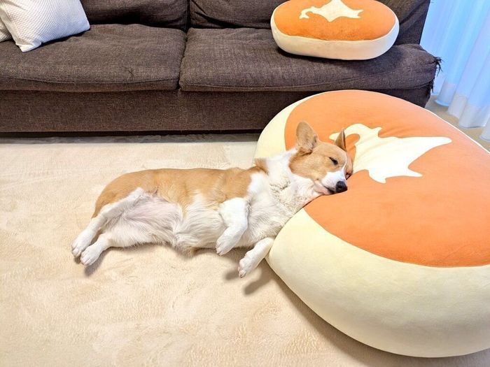 気持ちよさそうに眠るこまちちゃん