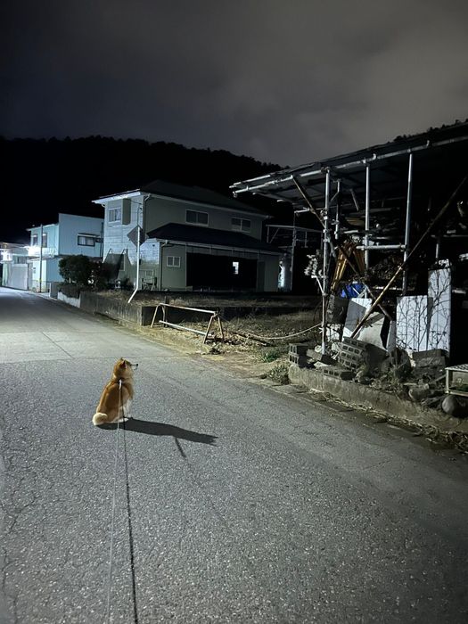 散歩から帰りたくない柴犬
