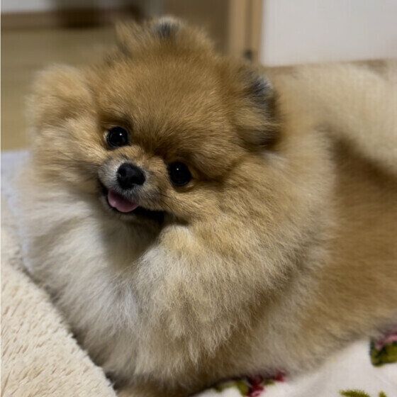 ポメラニアンのCOCOちゃん